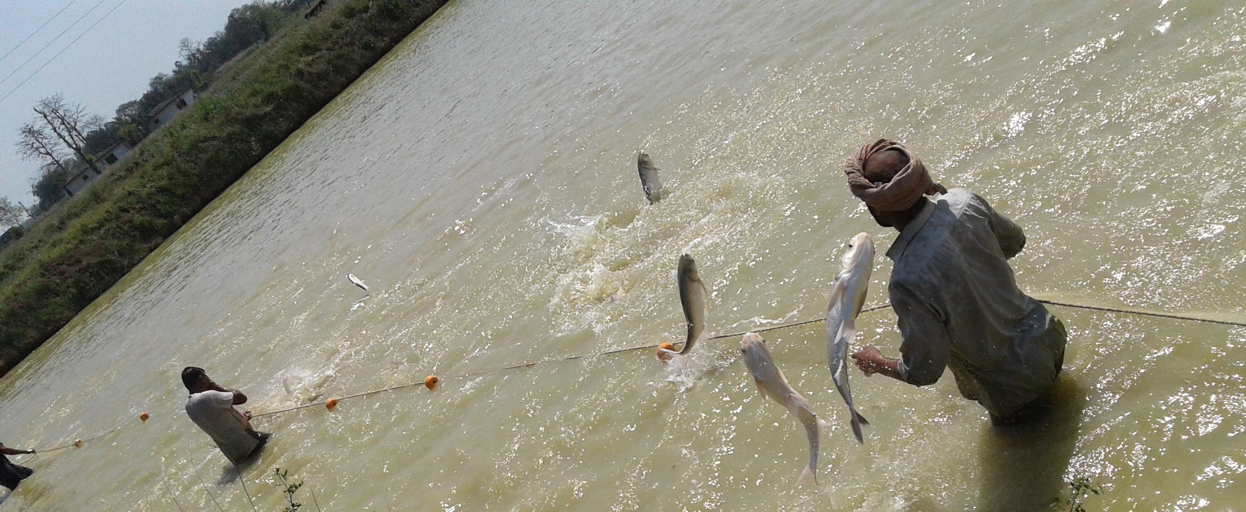 Fish